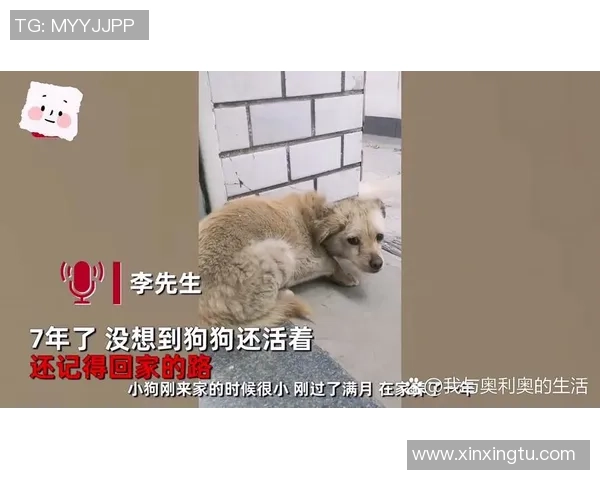 狗子今日再度挑战家居安全却无功而返的搞笑日常