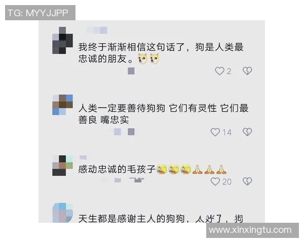 调皮狗狗的日常趣事与我之间的深厚情感