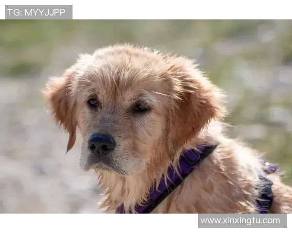 狗子心中无坏念头它的纯真让人感动不已