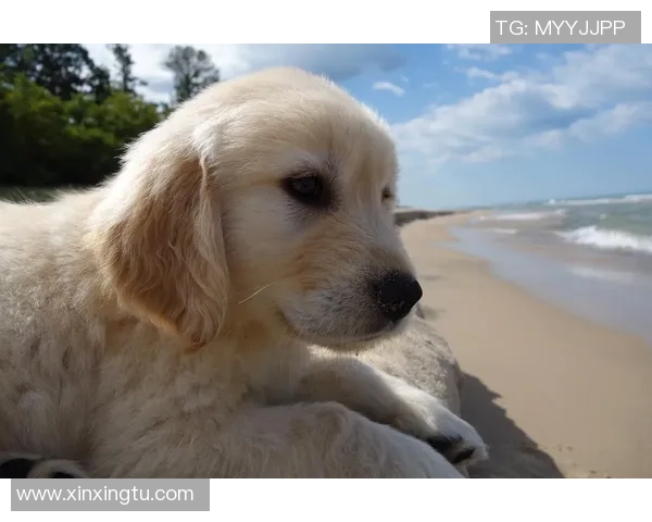 当狗子用眼神传递情感时我们能感受到什么样的温暖与默契